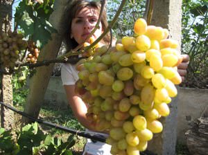 Описание сорта