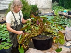 Желтая кувшинка на приусадебном участке