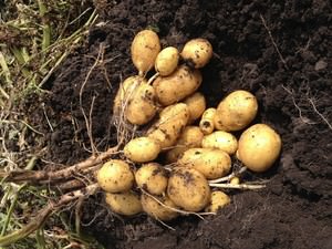 Посадка картофеля