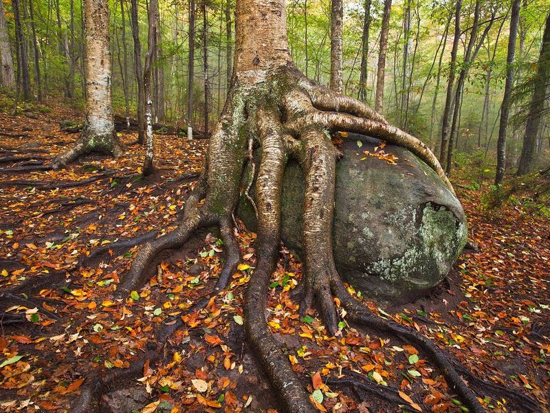 Корейская береза