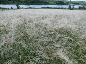 Ковыль степной, описание 