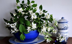 Как цветут жасмины в квартире