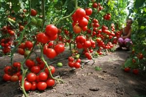 Отзывы о лучших сортах томатов для теплицы