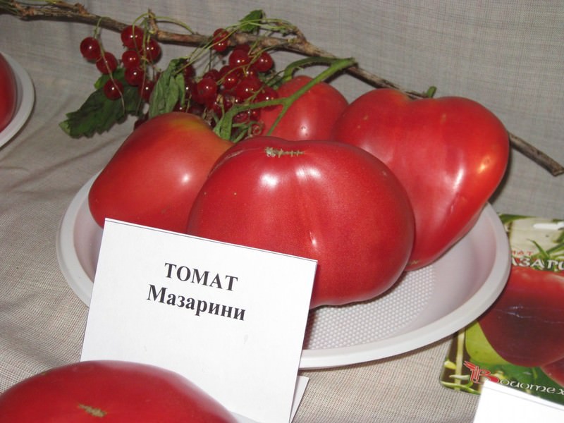 Самый лучший сорт помидор для теплицы 