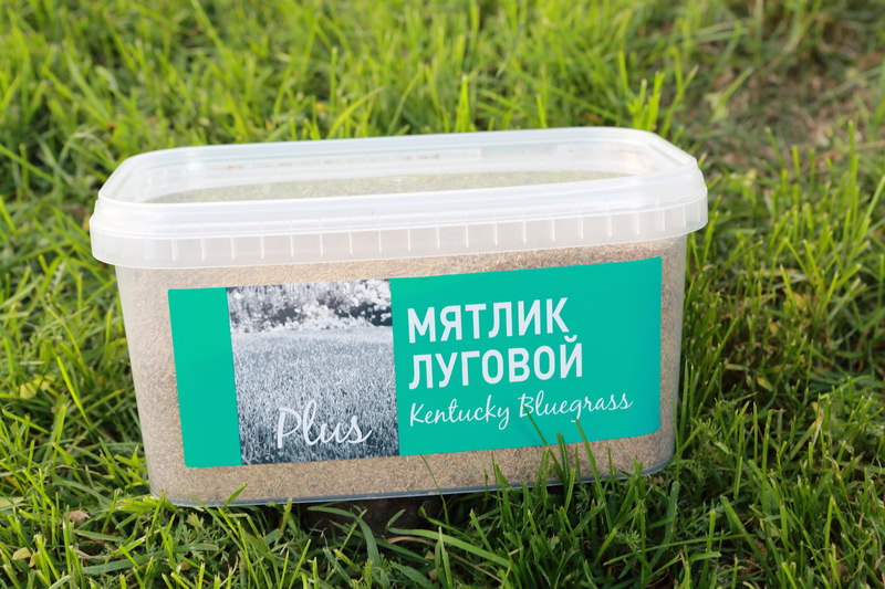 Семена мятлика