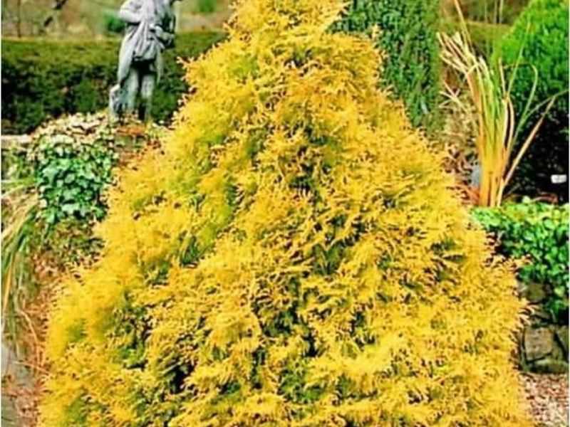 Туя западная Рейнголд