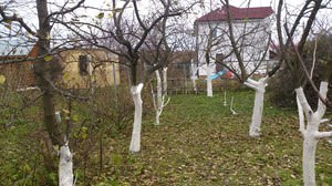 Как ухаживать за яблонями