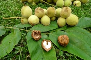  маньчжурский орех можно ли его есть 