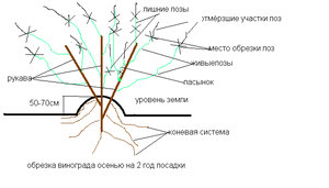 Виноград обрезка осенью и укрытие на зиму