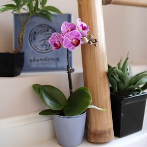Орхидея phalaenopsis 