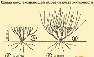 Обрезка растения 
