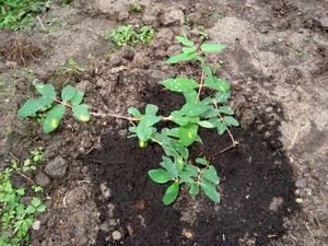 Уход для большого урожая 