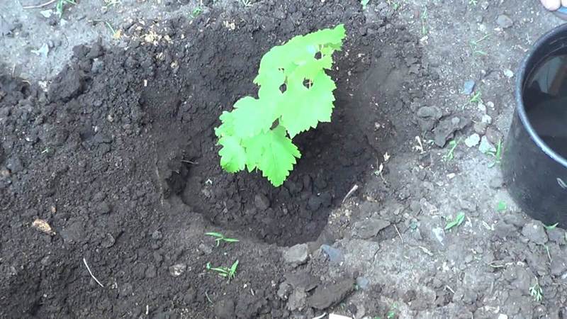 Проращивание черенков винограда в воде 