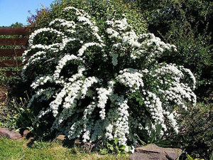 Спирея — кустарник