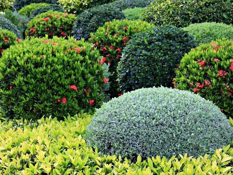 Декоративные кусты для сада