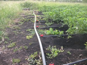 Поливочная лента для капельного полива 
