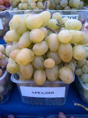 Сорт винограда аркадия