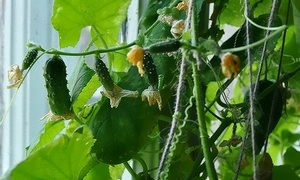  какие огурцы посадить на подоконнике