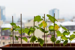  какие огурцы можно выращивать на подоконнике