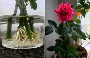 Как развести розы черенками