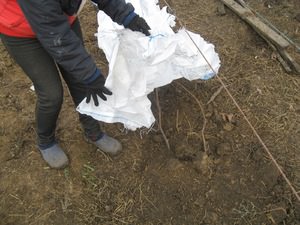 Уход за виноградником