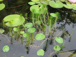 Растения растущие в воде