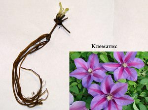 Семена клематисов