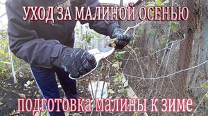 Уход за малиной