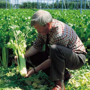 Урожай сельдерея