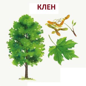 Листопадный клен