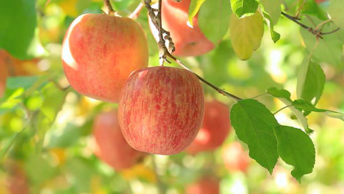 Яблоко – природный диетический продукт, который обладает рядом полезных свойств