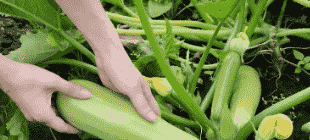 кабачек