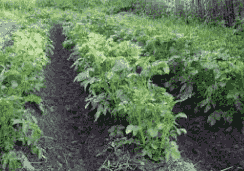 картофель