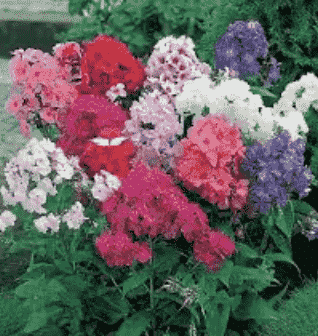 флоксы