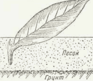 лист в земле